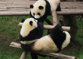 Путешествие к большим пандам в Чэнду