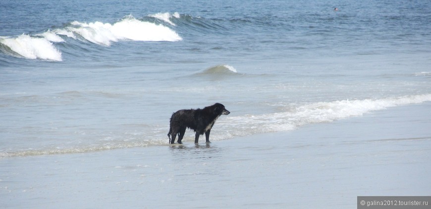 В жару пляжные собаки заходят в море и ложаться. Некоторых накрывает волна, 