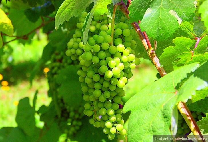 Что такое зеленое вино и как его подавать к столу