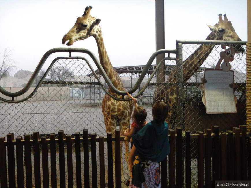Как мы кормили жирафов