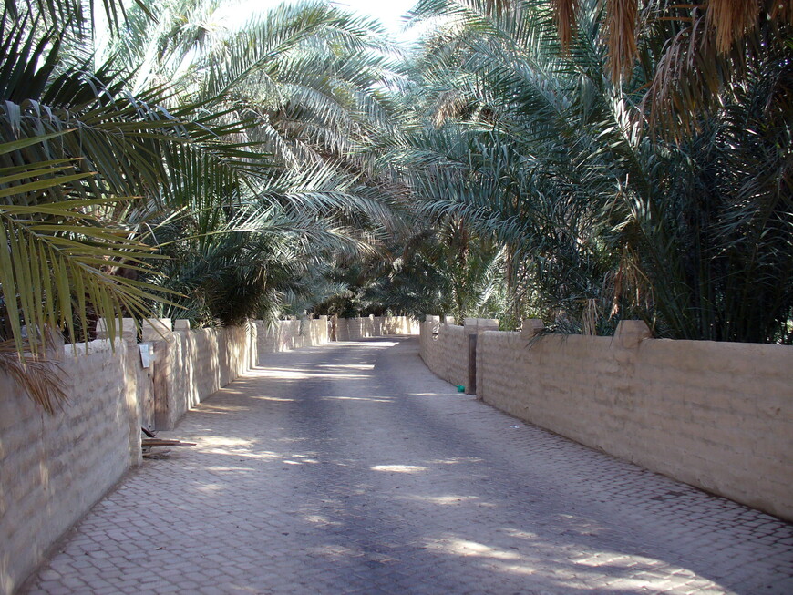 Аллея парка Аль Айн Оазис.