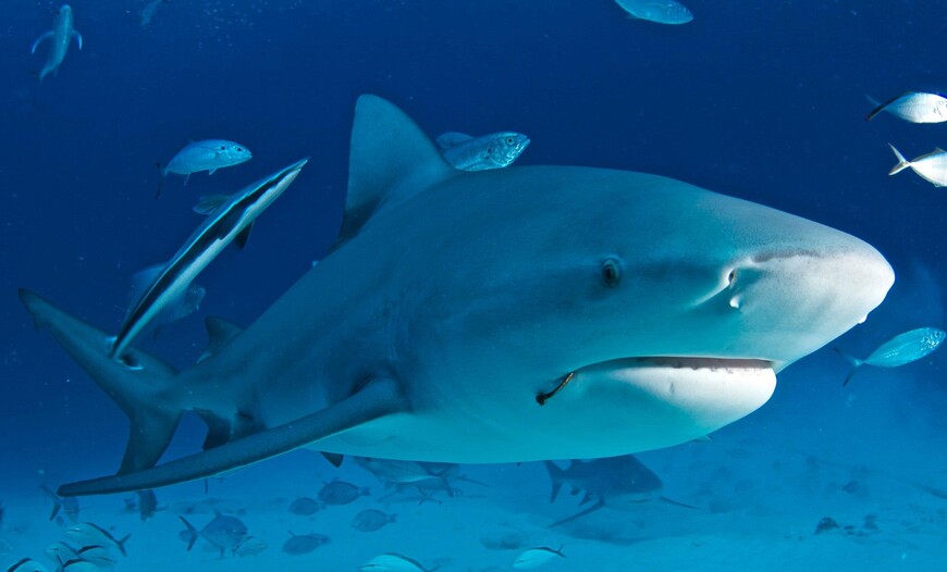 Бычьи акулы у берегов Ривьеры Майя. Они приходят сюда каждый год в декабре.