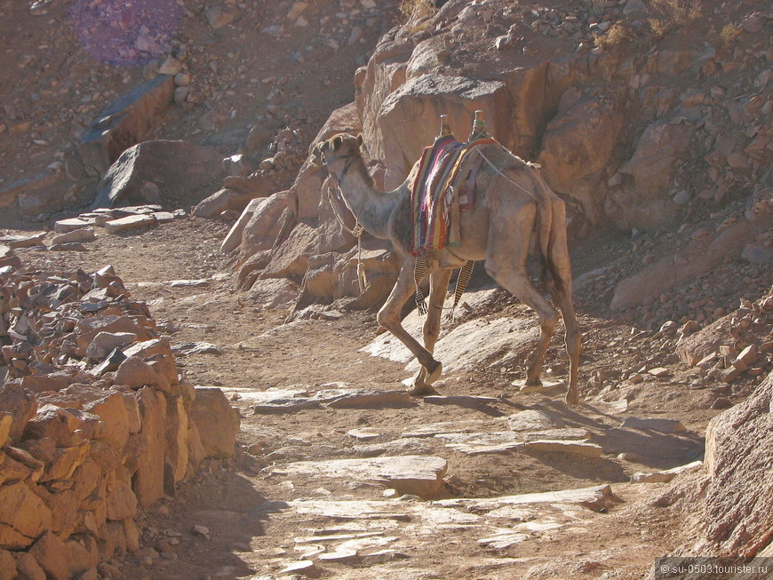 На гору Моисея в декабре, без верблюдов