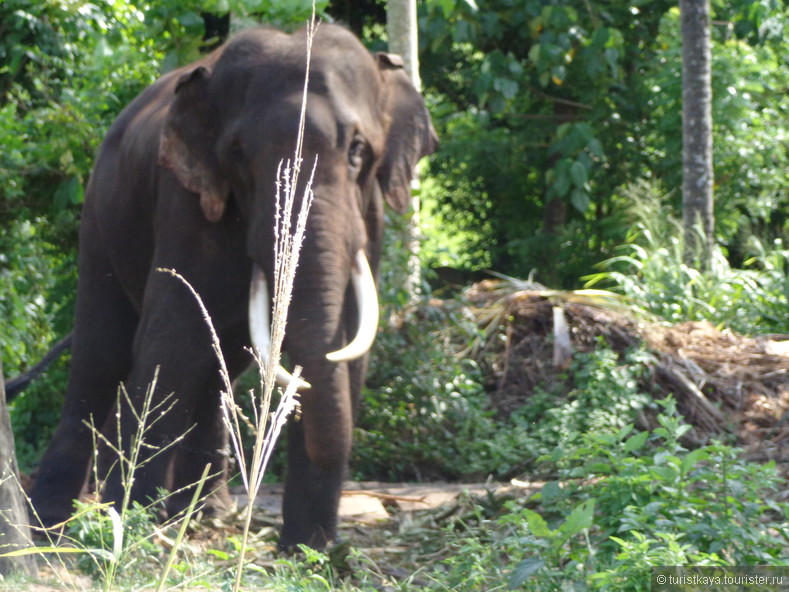 Визит к цейлонским слоникам