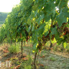 Винодельческое хозяйство в Джулианове