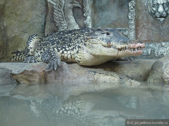 В гостях у крокодила
