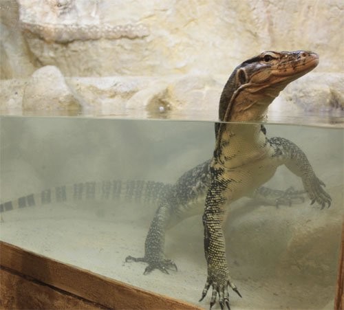 В гостях у крокодила
