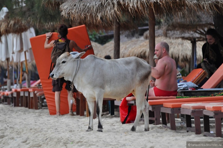 Коровы на пляже Отрес.