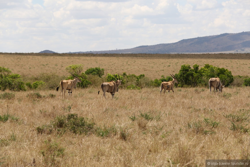 Африканское сафари. Часть 1. Кения