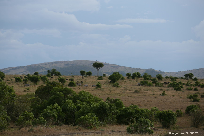Африканское сафари. Часть 1. Кения