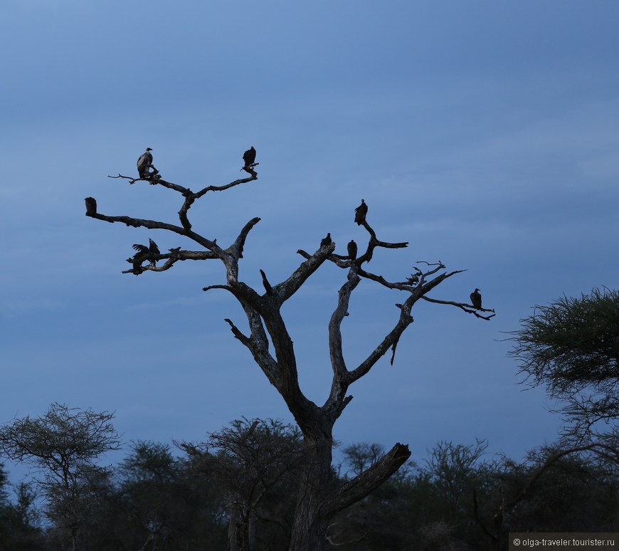 Африканское сафари. Часть вторая. Танзания