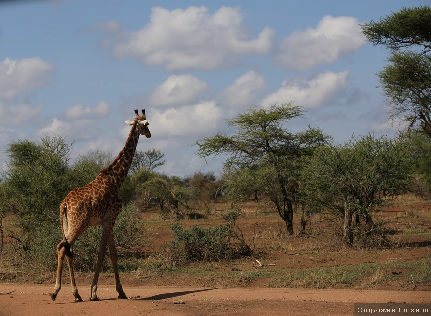 Африканское сафари. Часть вторая. Танзания