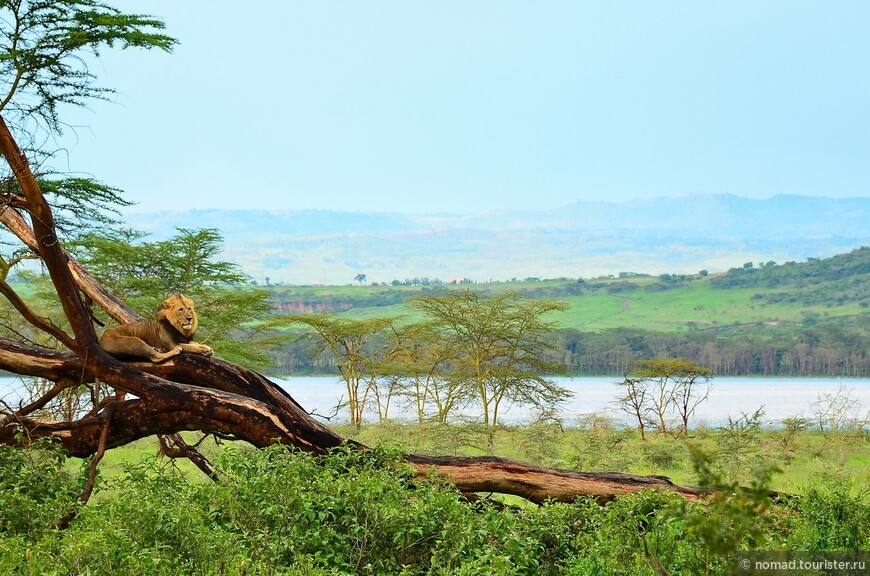 Акуна матата — дубль два. Кения в сезон дождей. Часть 3