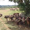 Африканские буйволы из африканской саванны.