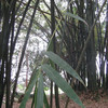 Бамбуковые рощи!