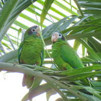 А на верхушках шелестящих от легкого бриза пальм идет своя жизнь. Крики и вопли слышны по всей округе. Это шумные зеленые попугайчики наслаждаются на все включено. 