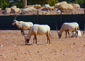Зоопарк Аль-Айна