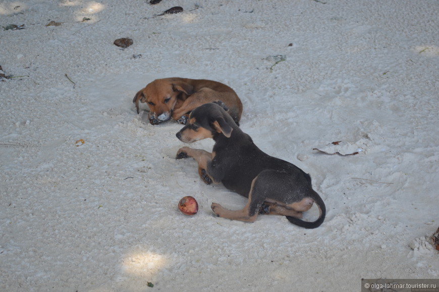 Хоть и бездомные но счастливые пляжные собаки. Всегда тепло, туристы и местные подкармливают их...Спокойные, доброжелательные псы.. И по своему счастливые