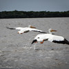 Белые пеликаны - нелегальные иммигранты из США, прилетают к нам за Солнцем и теплом в зимний период