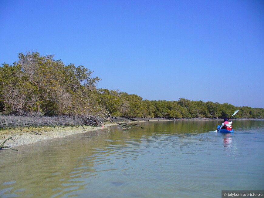 На каяках по мангровому лесу Eastern Mangroves Lagoon