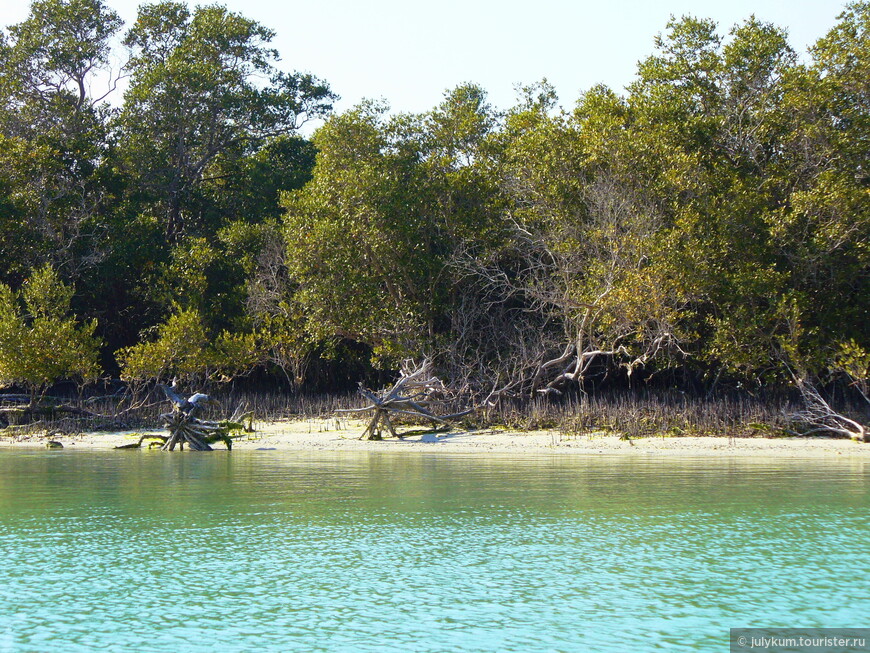 На каяках по мангровому лесу Eastern Mangroves Lagoon