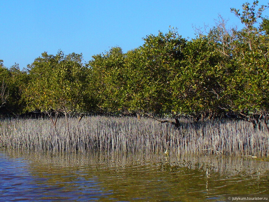 На каяках по мангровому лесу Eastern Mangroves Lagoon