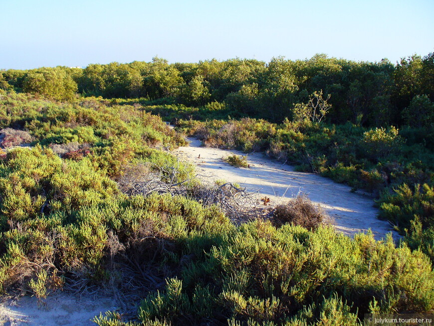 На каяках по мангровому лесу Eastern Mangroves Lagoon