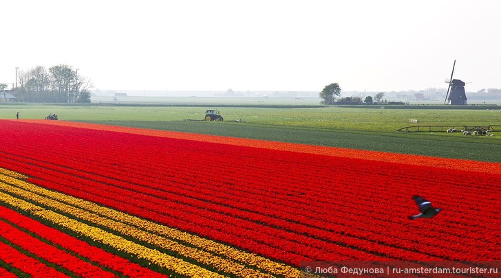 Когда лучше всего ехать в Голландию, чтобы увидеть цветущие поля?
