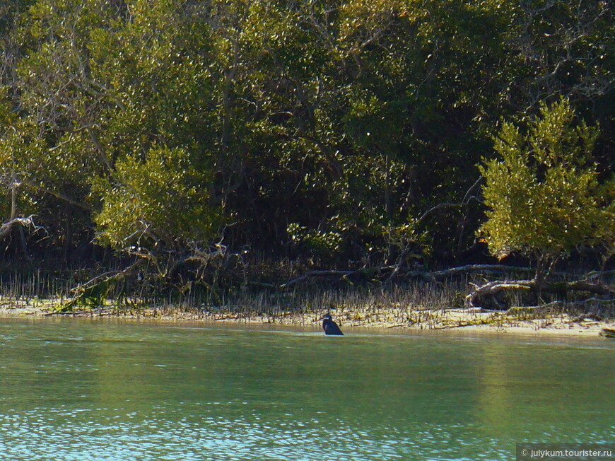 На каяках по мангровому лесу Eastern Mangroves Lagoon