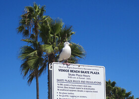 Venice Beach. Непосредственно Бич