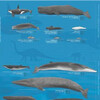Виды китов, встречающиеся в водах Святого Лаврентия