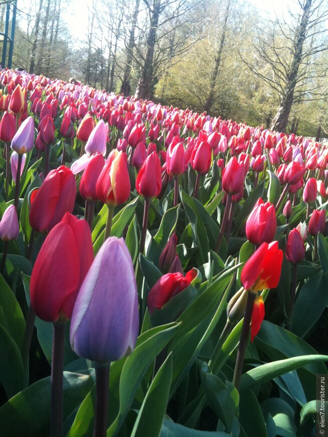 Приглашаем Вас посетить лучший Весенний Парк цветов Европы  - Кёкенхоф!!!