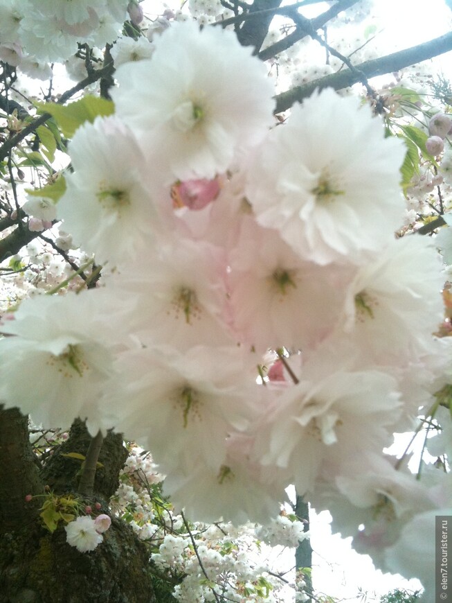 Приглашаем Вас посетить лучший Весенний Парк цветов Европы  - Кёкенхоф!!!
