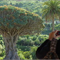 Знаменитое драконовое дерево в Икод-де-лос-Винос.