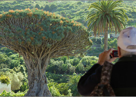 Знаменитое драконовое дерево в Икод-де-лос-Винос.