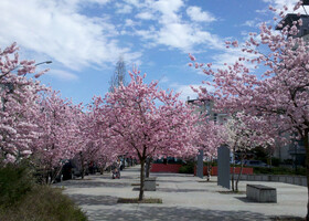 Весна в Анси