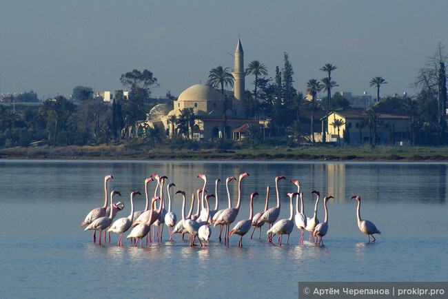 Когда ехать на Кипр, чтобы посмотреть фламинго