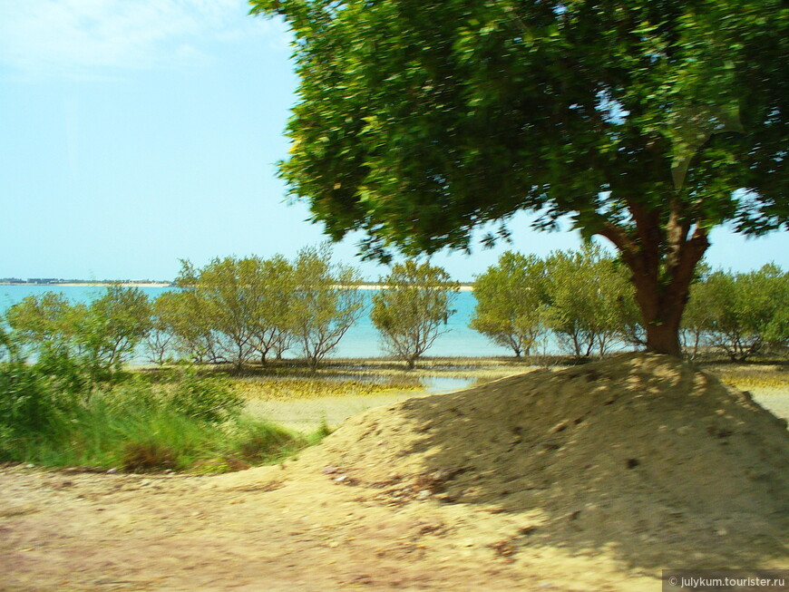 Сафари на острове Сир Бани Яс