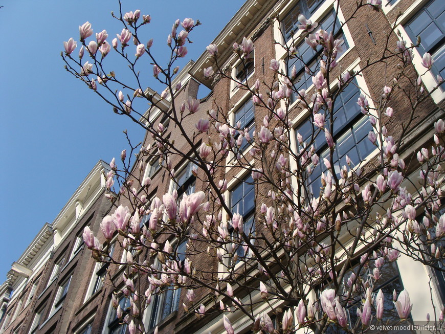 Амстердам и окрестности в апреле – буйство красок, эмоций и цветов