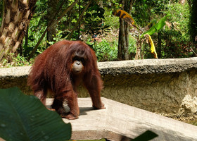 Флора и фауна Борнео. Lok Kawi Wildlife Park