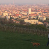 панорама Вены