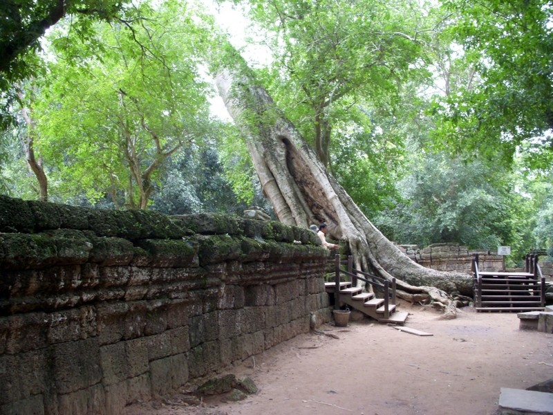 Храм Та-Пром. Камбоджа.