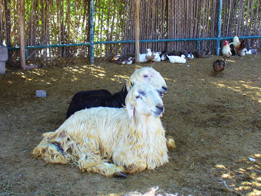Зоопарк-ферма Petting Farm