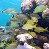 Коралловый риф и его обитатели