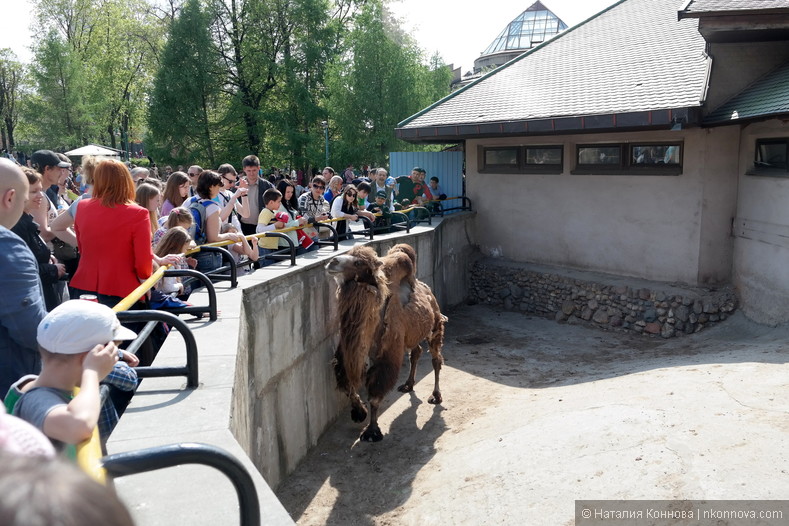 Как Московский Зоопарк свое 150летие отмечает...