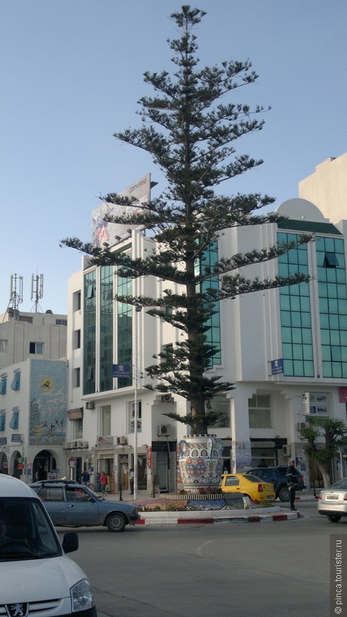 Дерево в горшке, находится на пересечении ул. Хабиба Бургибы и Али Бельхуан. Около него ж/д вокзал.