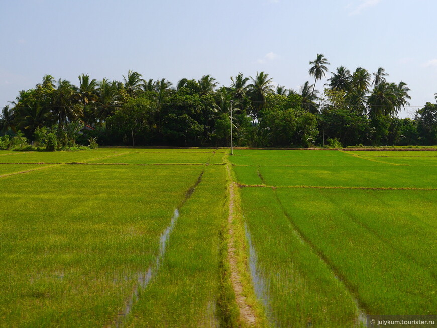 Рисовые поля неподалеку от Тиссамахарамы. 