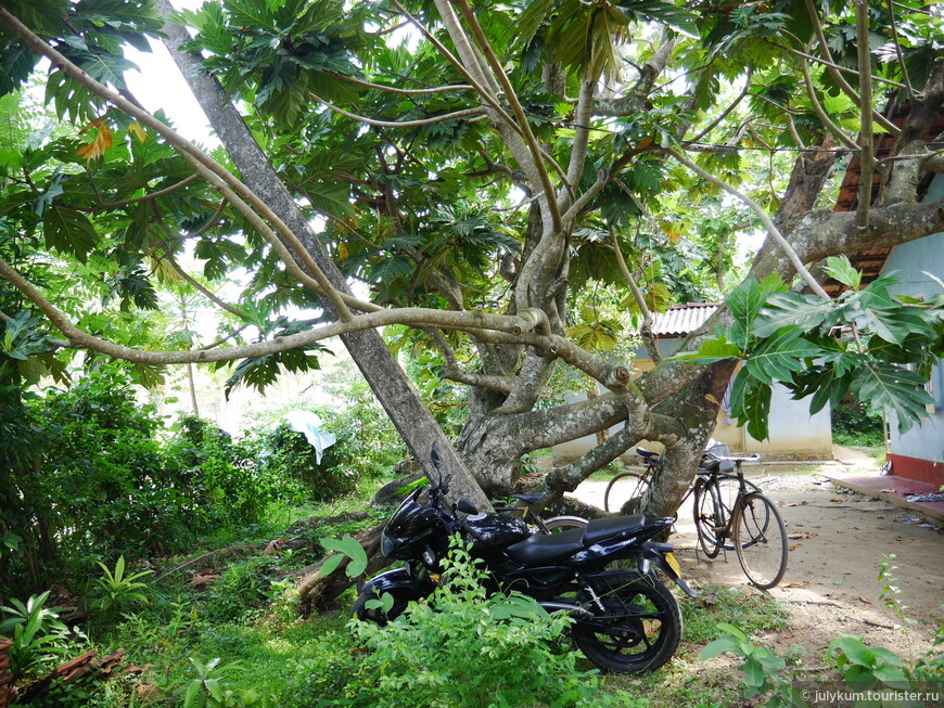 Многоликая Шри-Ланка. Ч.1. Южное побережье (Коггала, Мирисса, мыс Дондра)