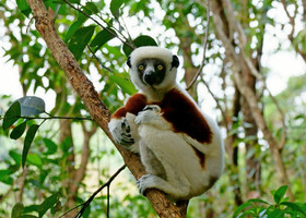 Неожиданный Мадагаскар