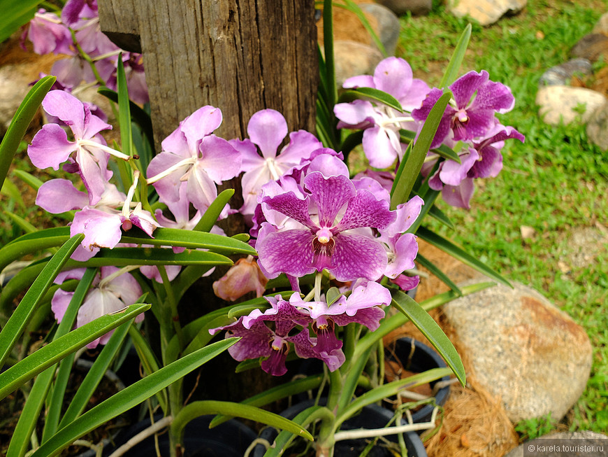 Орхидеевые сады, обезьяньи пещеры и звездные башни Куала-Лумпура 